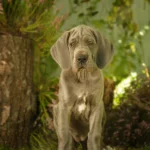 Businessfotografie @work Welpenfotografie Hundezucht 2